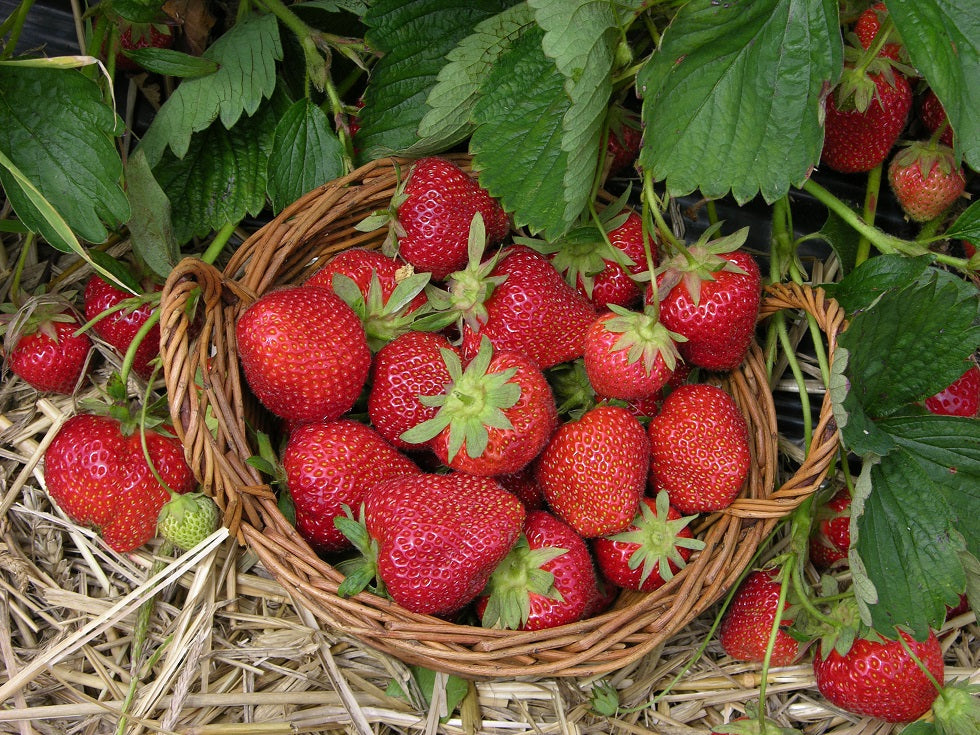 Sparkle Strawberry Plants (25 Bare Root) – June-Bearing, Cold-Hardy Heirloom