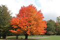 Sugar Maple Tree (Acer saccharum) Live Bareroot 10–18" Tall — Hardy Shade Tree