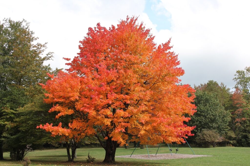 Sugar Maple Tree (Acer saccharum) Live Bareroot 10–18" Tall — Hardy Shade Tree