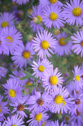 Symphyotrichum oblongifolium Seeds (100) Aromatic Aster - Native Perennial Wildflower