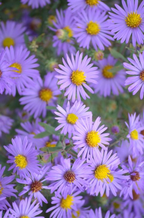 Symphyotrichum oblongifolium Seeds (100) Aromatic Aster - Native Perennial Wildflower