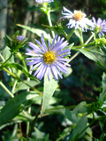 Symphyotrichum puniceum Seeds (350) Purple-stemmed Aster - Native Wetland Wildflower