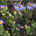 Symphyotrichum oblongifolium (Aromatic Aster) Seeds - 100 Non-GMO, Native Pollinator Favorite