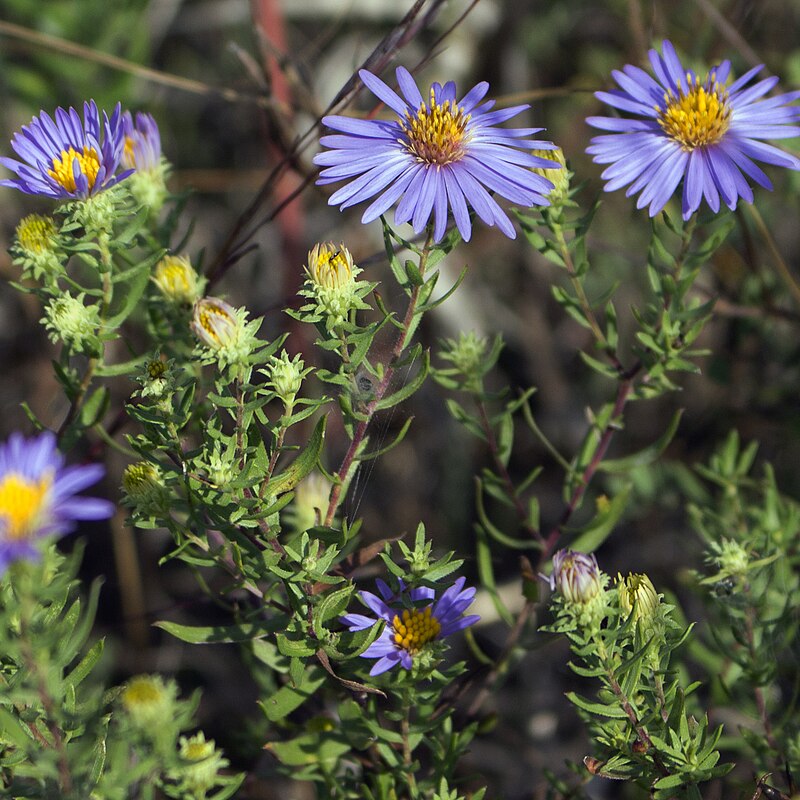 Symphyotrichum oblongifolium (Aromatic Aster) Seeds - 100 Non-GMO, Native Pollinator Favorite