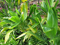 Hawaiian Ti Leaf Cuttings - 10 Unrooted 6-Inch Cordyline fruticosa Starter Logs