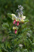Tephrosia virginiana Seeds (Goat’s Rue) – 10 Non-GMO Perennial Seeds for Native Pollinator Gardens
