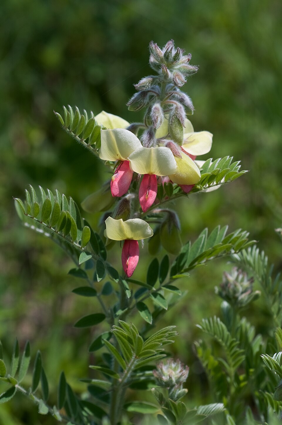 Tephrosia virginiana Seeds (Goat’s Rue) – 10 Non-GMO Perennial Seeds for Native Pollinator Gardens