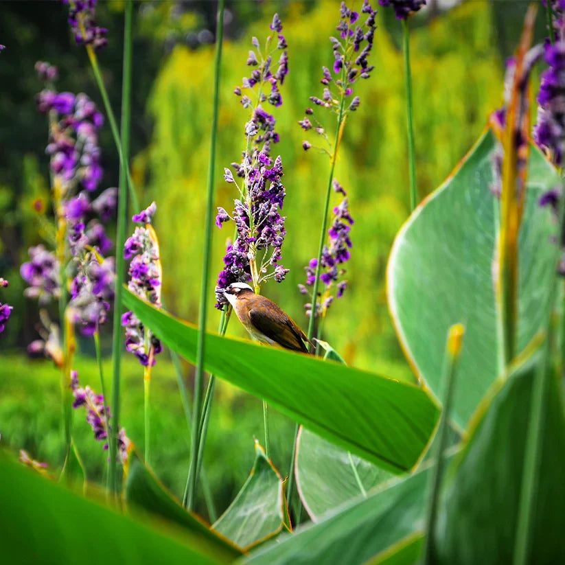 Thalia dealbata (Hardy Water Canna) Bareroot Live Plant for Pond Edges