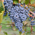 Thomcord Seedless Grape Cuttings - 5 Unrooted Vitis vinifera Thompson/Concord Hybrid