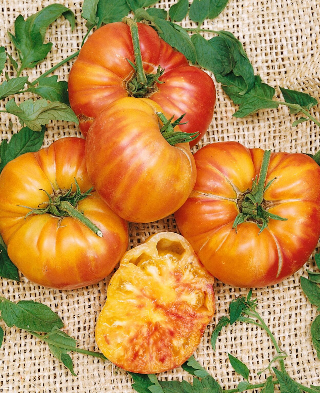 Old German Tomato Live Plants (Solanum lycopersicum) – 2 Pack, 6–10"