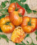 Old German Tomato Live Plants (Solanum lycopersicum) – 2 Pack, 6–10"