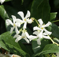 Organic Live Star Jasmine Unrooted Cuttings - Trachelospermum jasminoides