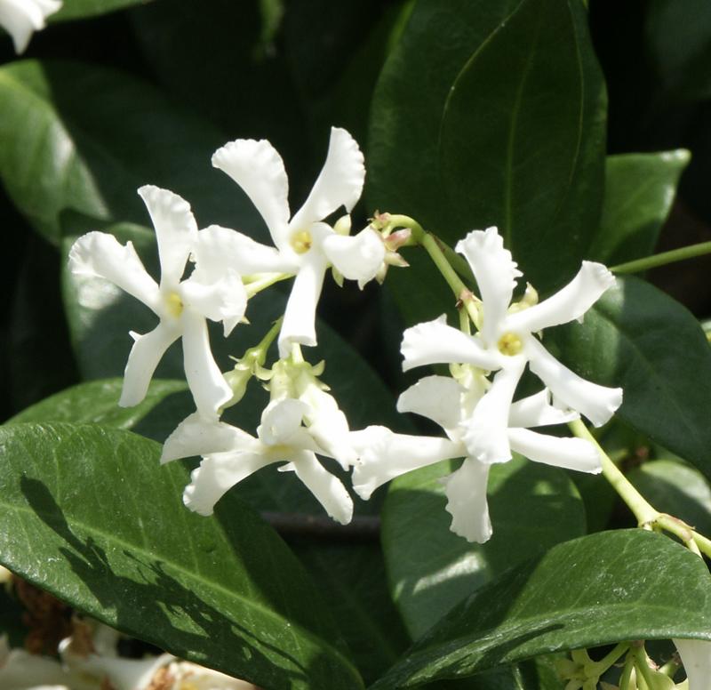 Organic Live Star Jasmine Unrooted Cuttings - Trachelospermum jasminoides
