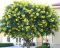 7 Unrooted Crape Myrtle Cuttings Milk Lagerstroemia indica - Rare Pale-Flowering Starter Stems