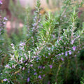 Organic Rosemary Tuscan Blue Live Starter Plant - Aromatic Culinary Herb