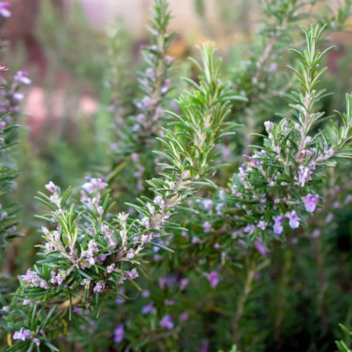 Organic Rosemary Tuscan Blue Live Starter Plant - Aromatic Culinary Herb