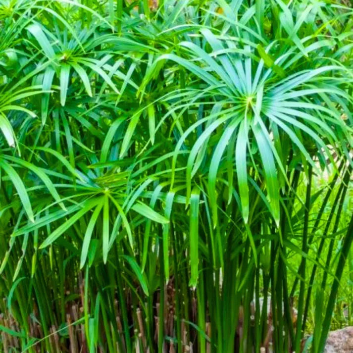 Live Dwarf Umbrella Palm (Cyperus alternifolius gracilis) Bareroot - Pond & Water Garden Plant