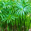 Live Dwarf Umbrella Palm (Cyperus alternifolius gracilis) Bareroot - Pond & Water Garden Plant