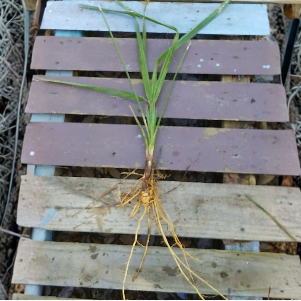 Dwarf Palmetto Live Plants Bundle (Sabal minor) - 2 Wild-Grown Starter Plants, 12–18 Inches