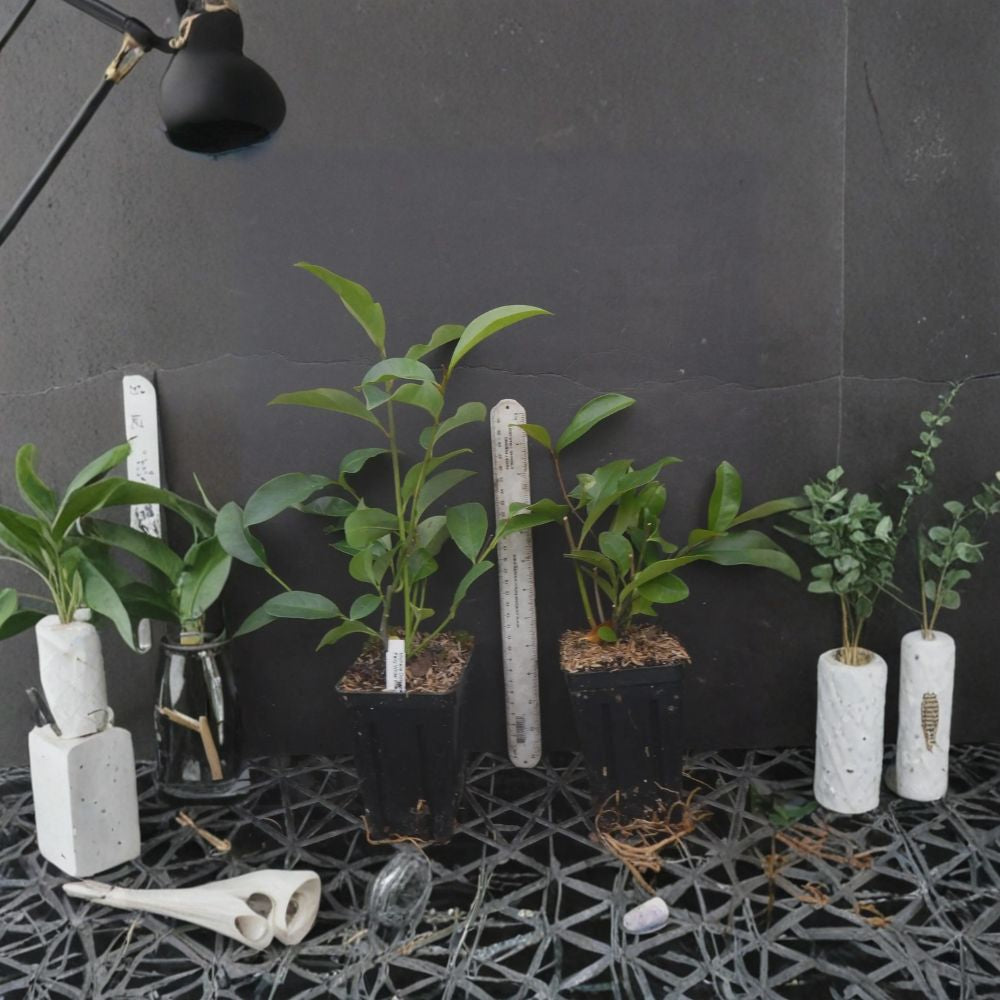 Fairy White Magnolia (Michelia doltsopa) - Well-Rooted Starter Tree