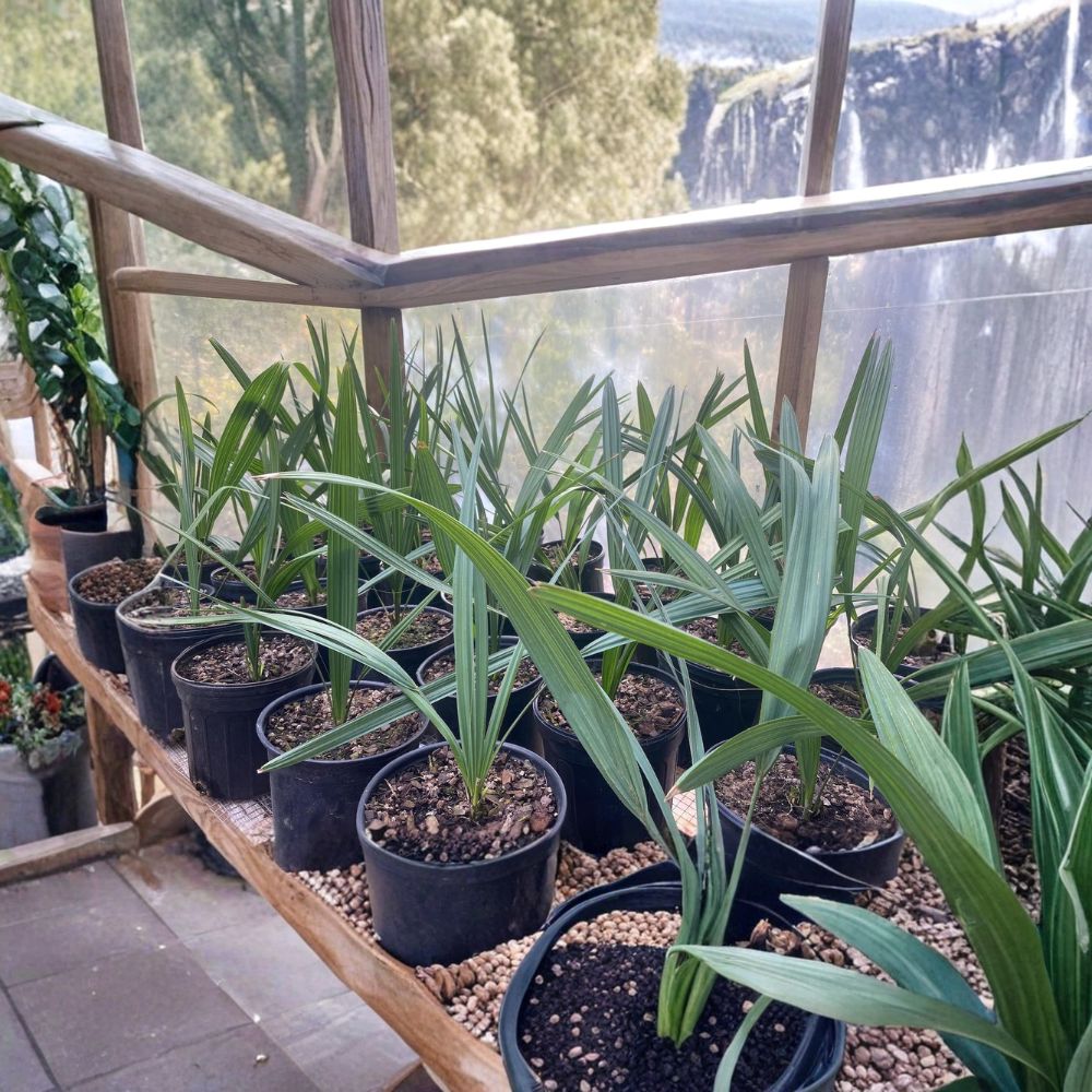 Dwarf Palmetto Live Plants Bundle (Sabal minor) - 2 Wild-Grown Starter Plants, 12–18 Inches