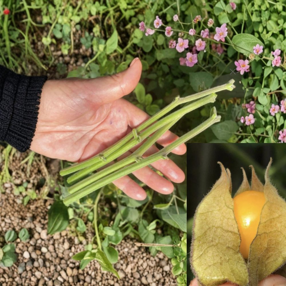 Physalis peruviana Cape Gooseberry Cuttings - Goldenberry 'Cherry' (Unrooted, 6 Cuttings)