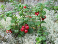 Lingonberry Rhizomes (4 Pack) Vaccinium vitis-idaea — Cold-Hardy Edible Groundcover