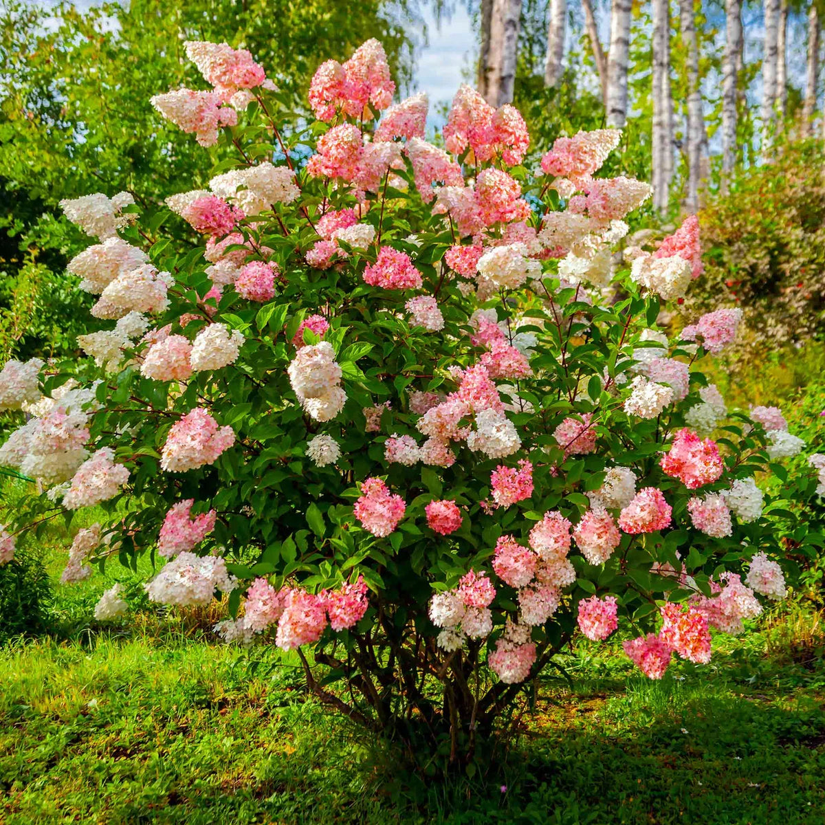 Vanilla Strawberry Hydrangea Cuttings (Unrooted) - Hydrangea paniculata 'Renhy' | 5 Fresh Cuttings