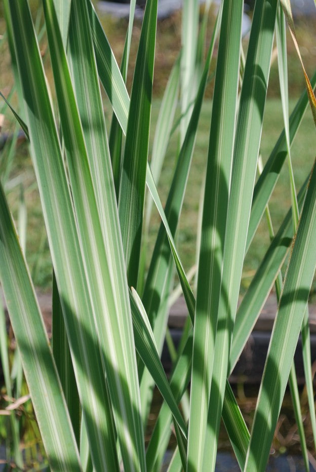 Variegated Cattail Typha latifolia variegata - Bareroot Hardy Aquatic Plant (Zones 4-10)