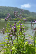 Verbena hastata Seeds (Blue Vervain) - Native Perennial Wildflower, 100 Seeds