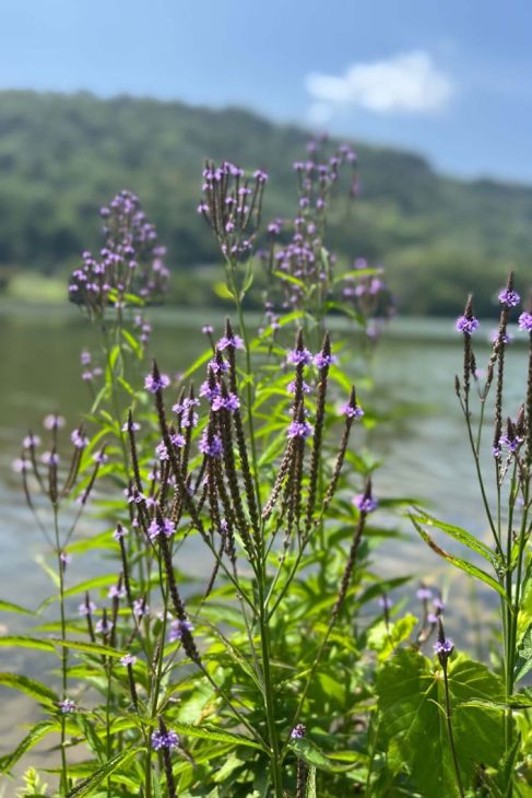 Verbena hastata Seeds (Blue Vervain) - Native Perennial Wildflower, 100 Seeds