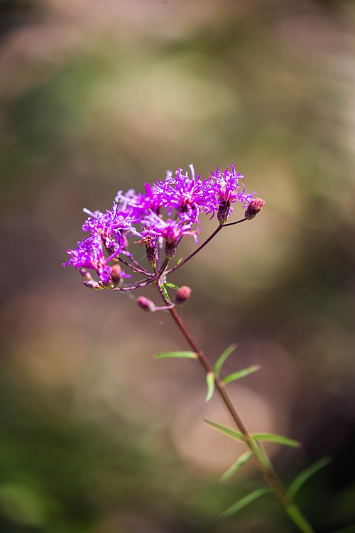 Vernonia angustifolia (Tall Ironweed) Seeds - 100 Native Perennial, Pollinator-Friendly