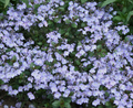 Waterperry Blue Speedwell Veronica 'Waterperry Blue' - 4-Inch Pot Live Plant