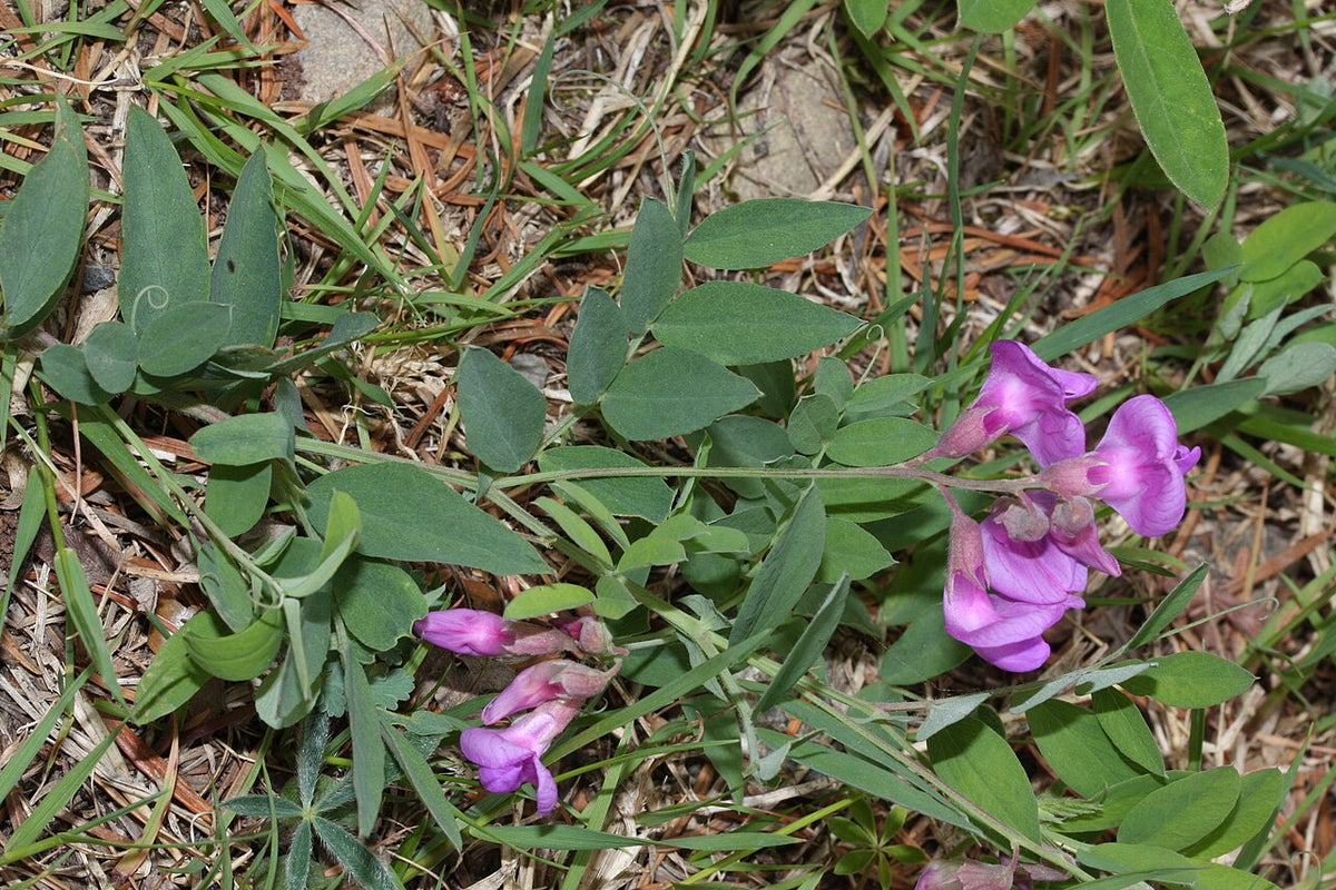 Vicia americana Seeds - American Vetch (25 Seeds) Native Nitrogen-Fixing Groundcover
