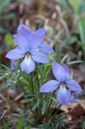 Bird’s-Foot Violet Plants (Viola pedata) - 10 Bare-Root Native Wildflowers