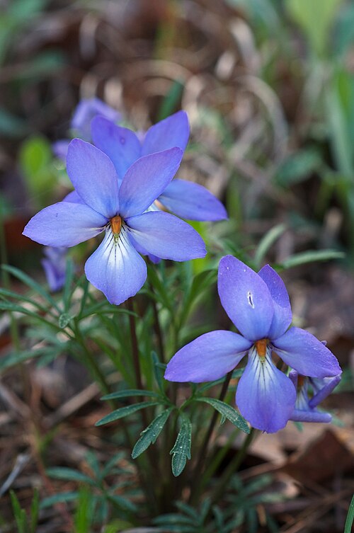 Bird’s-Foot Violet Plants (Viola pedata) - 10 Bare-Root Native Wildflowers