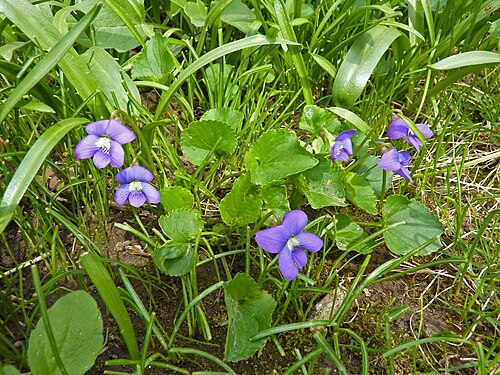 Blue Garden Violet Viola papilionacea Bare Root Plants - 5 Bare Roots