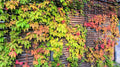 Virginia Creeper Live Rooted Cuttings – 5–8" Parthenocissus quinquefolia Climber