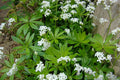 Sweet Woodruff Galium odoratum Live Starter Plant – Shade Mold Groundcover