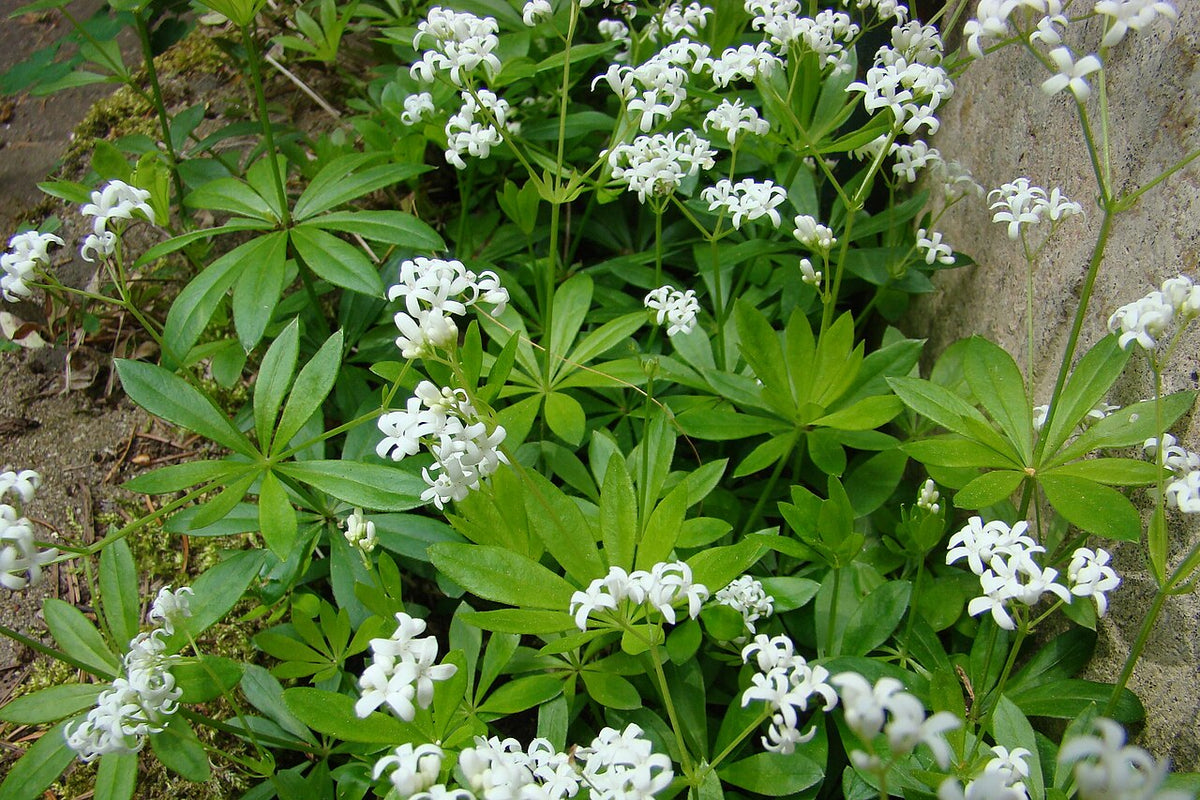 Sweet Woodruff Galium odoratum Live Starter Plant – Shade Mold Groundcover