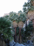 Washingtonia filifera Seeds - California Fan Palm (5 Seeds) | Desert Palm, Hardy Ornamental