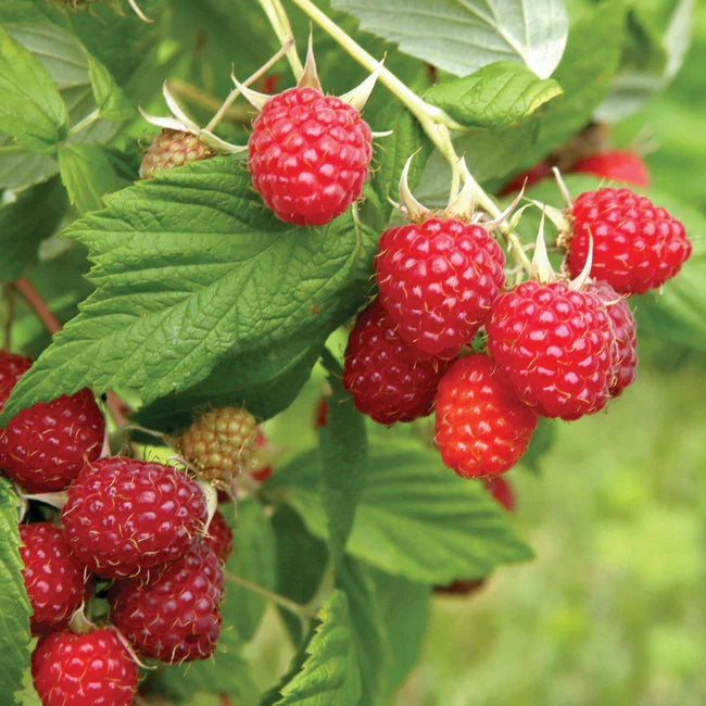 Caroline Everbearing Raspberry Plant Bare Root – One Dormant Raspberry Plant