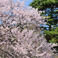 Yoshino Cherry Tree – 2ft Bare Root Prunus × yedoensis | Flowering Ornamental Tree