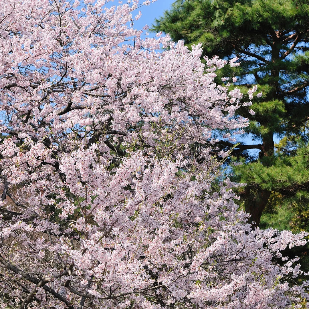 Yoshino Cherry Tree – 2ft Bare Root Prunus × yedoensis | Flowering Ornamental Tree