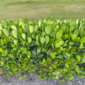 Clusia rosea Bare Root Starter Plants (5) | Autograph Tree | Air Purifying Hedge Plant