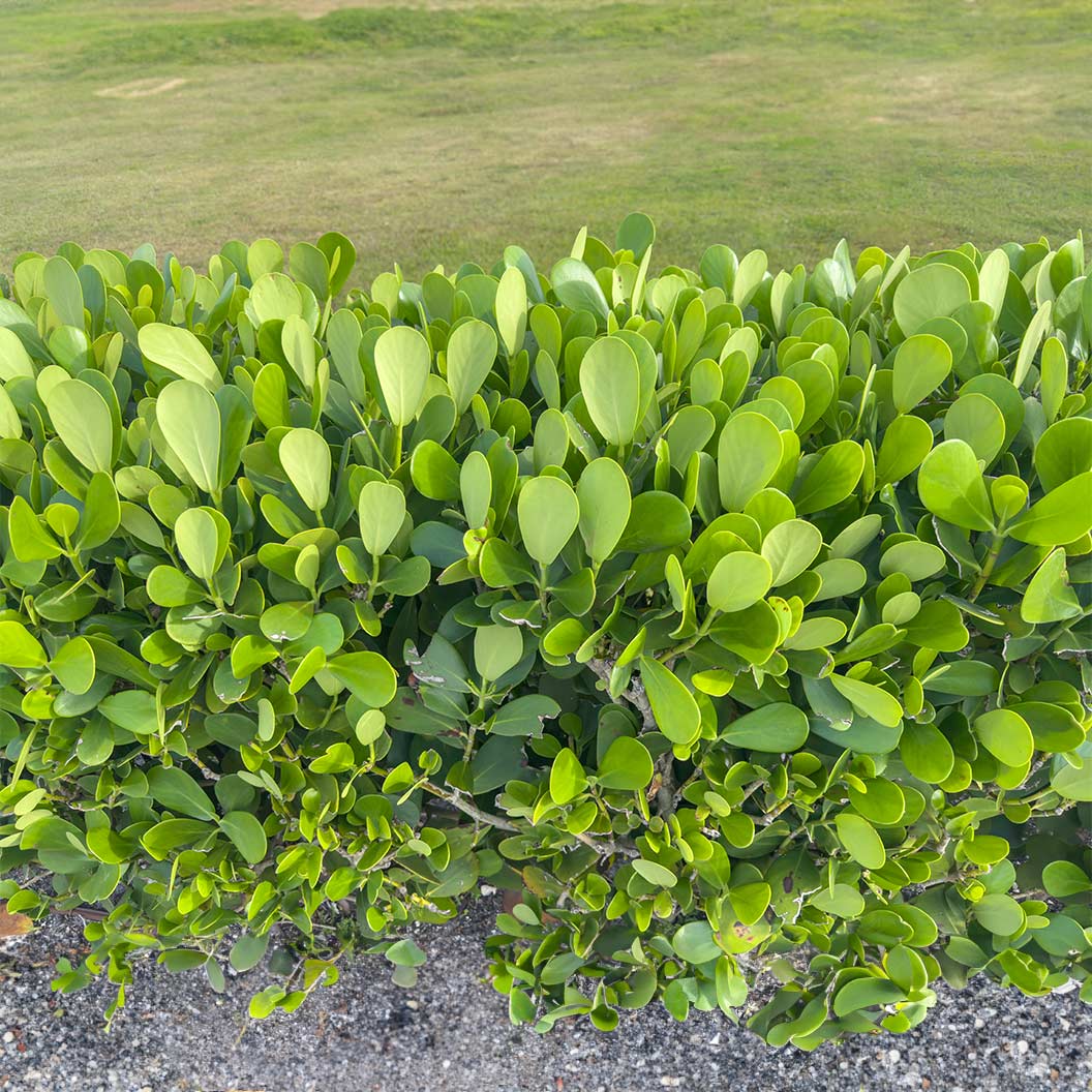 Clusia rosea Bare Root Starter Plants (5) | Autograph Tree | Air Purifying Hedge Plant