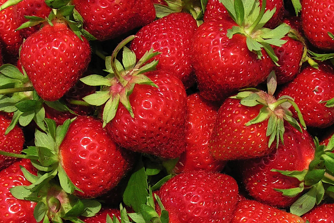 AC Wendy Strawberry Plants (25 Bare Root) – June-Bearing Early-Season Variety