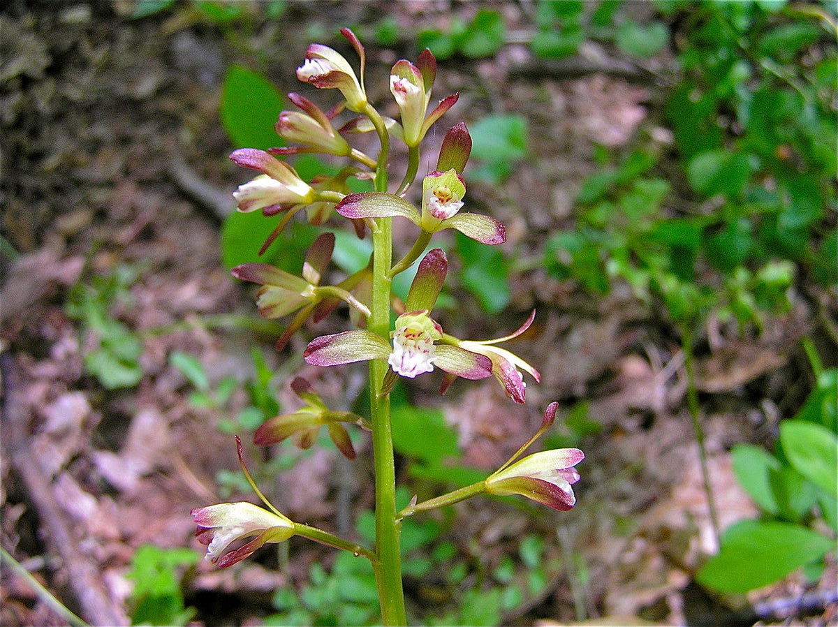Adam & Eva Orchid (Aplectrum hyemale) Bare-Root — Putty Root, 2 Plants