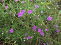 Agalinis tenuifolia Seeds - Slender False Foxglove | 250 Seeds