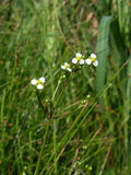 Alisma triviale Seeds (300) Northern Water Plantain - Native Aquatic Wetland Plant